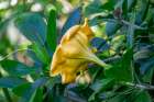 Golden Cup flower Art Print